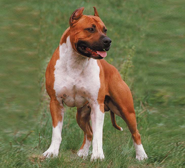 Lucky Home Dog - кобель американского стаффордширского терьера