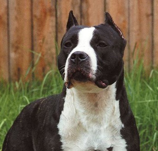 Toir-Prestizh Afrika - сука американского стаффордширского терьера