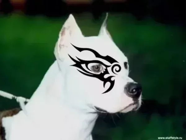 Gasmin - сука американского стаффордширского терьера