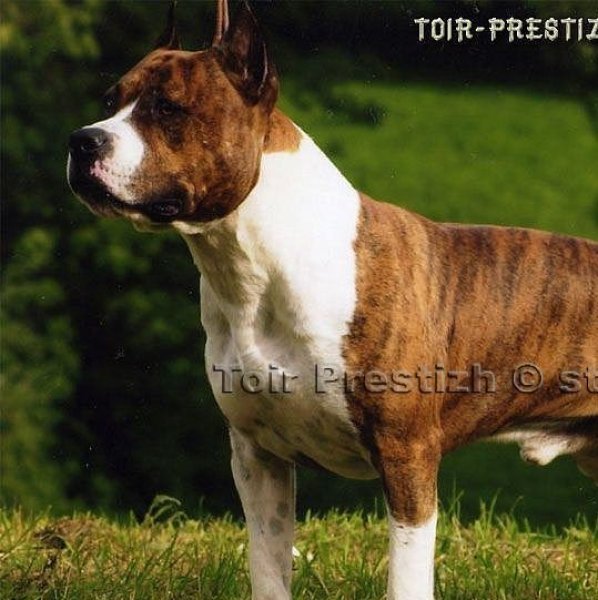 Toir-Prestizh Kapitan Dukalis - кобель американского стаффордширского терьера