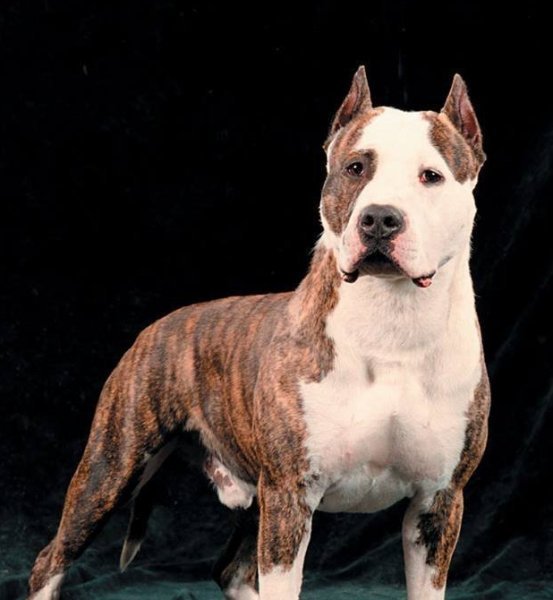 TOIR PRESTIZH EAGLE IN FLIGHT - кобель американского стаффордширского терьера