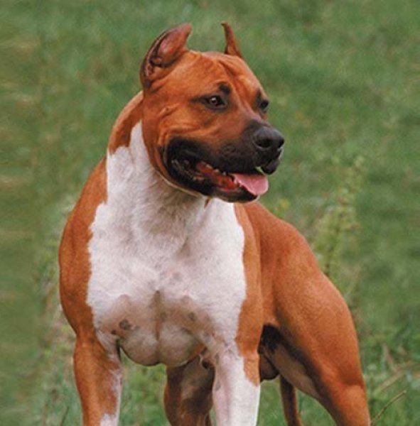 Toir Prestige Rocks - кобель американского стаффордширского терьера