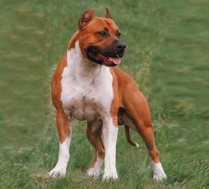 Lucky Home Dog