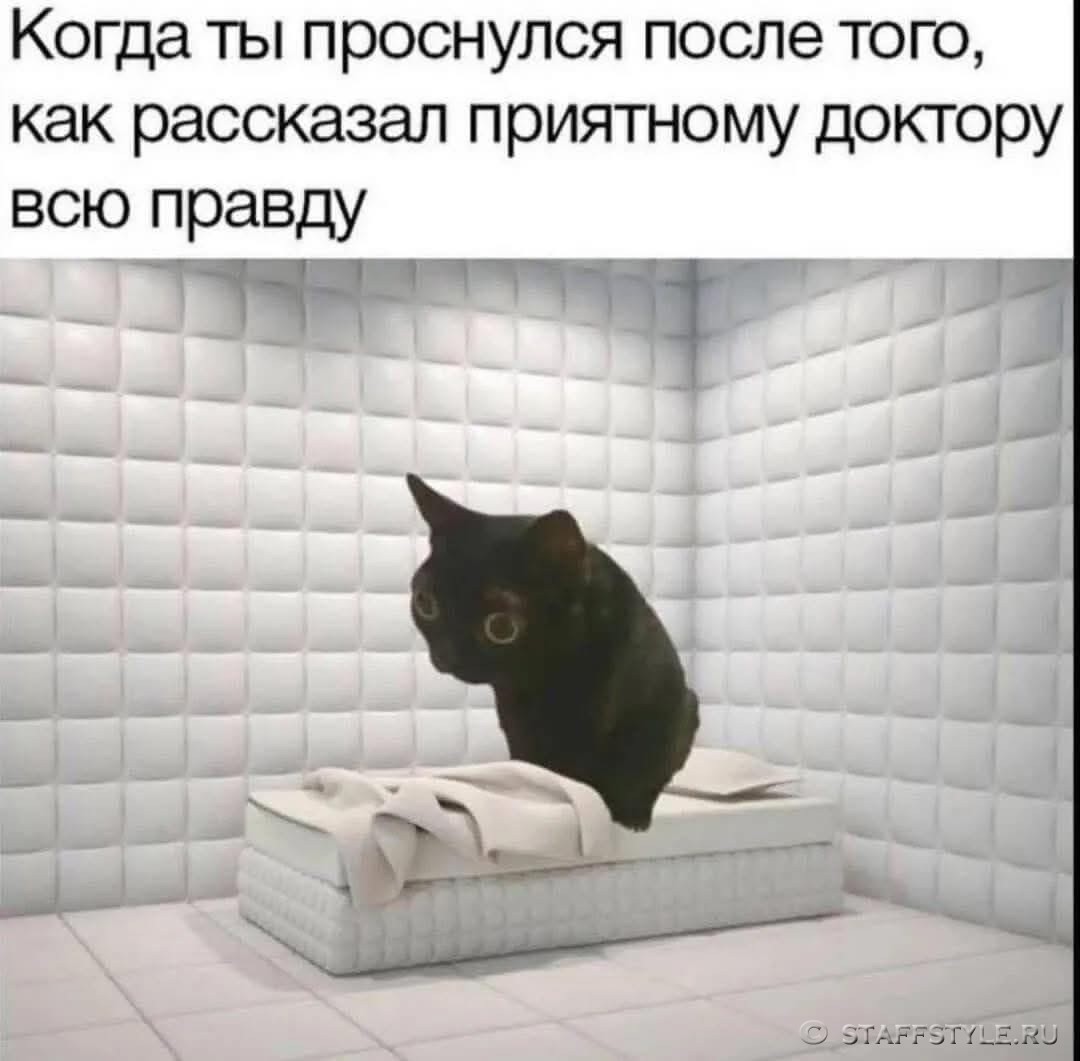 Мем про кота Шрёдингера в суперпозициях