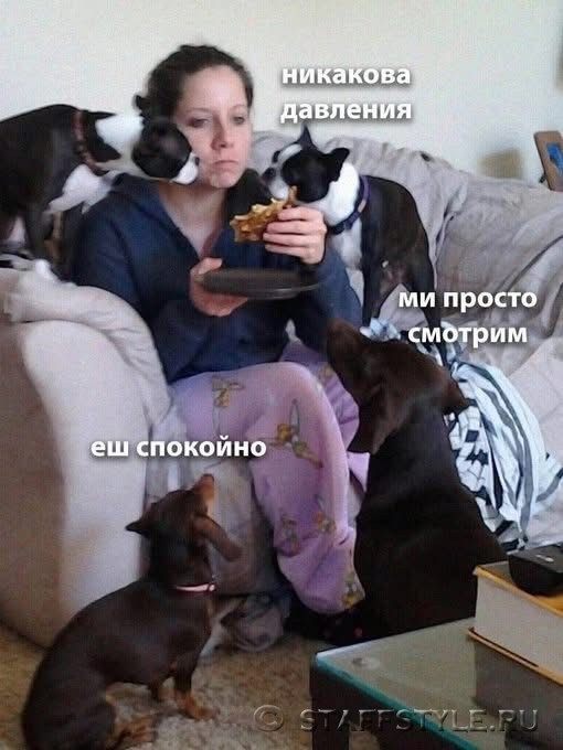 Мем про попрошаек животных
