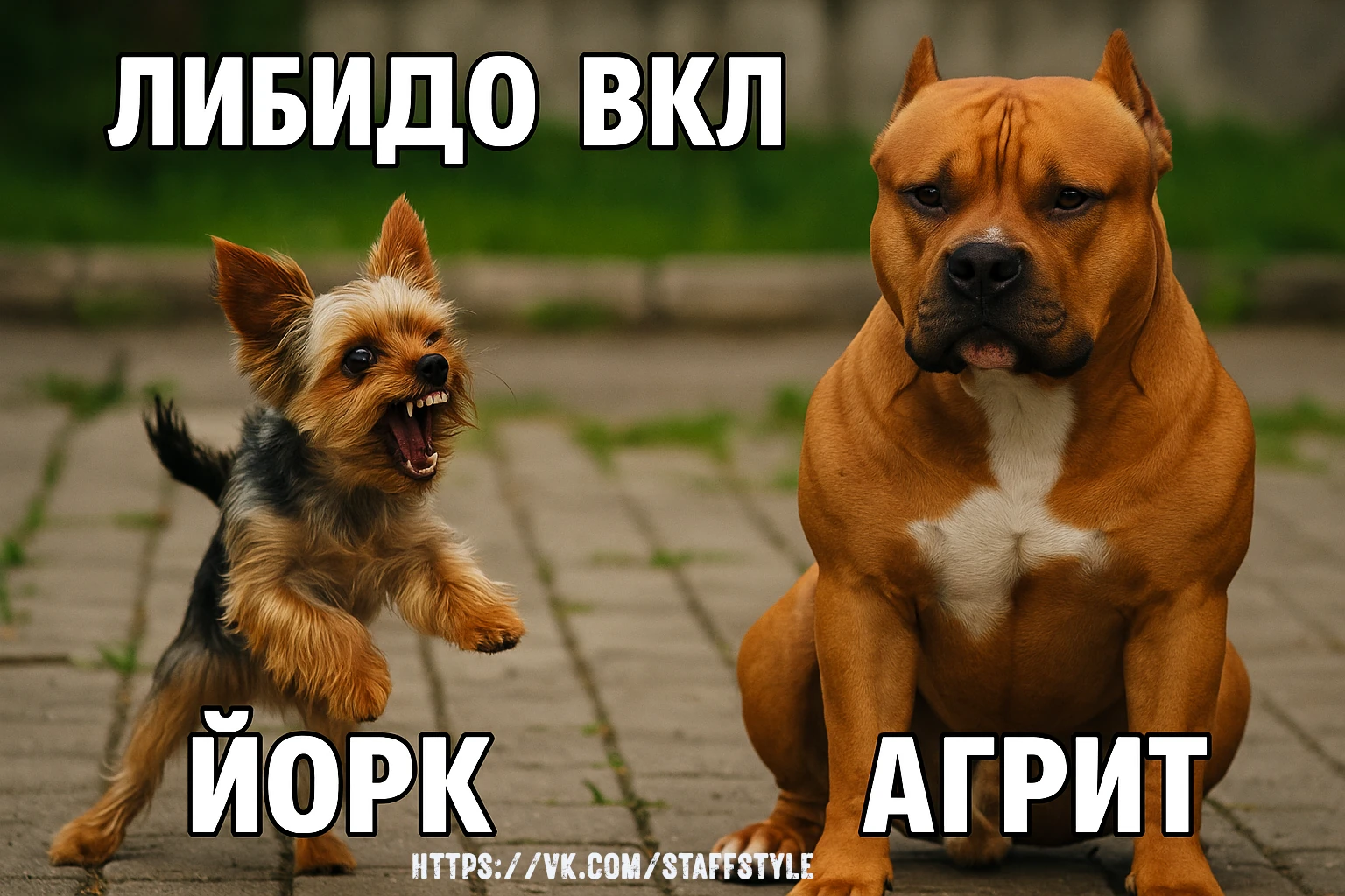 Йорк на либидо агрит