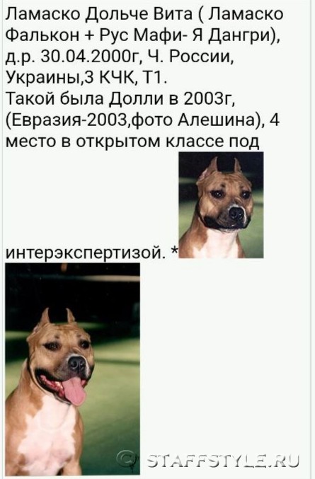 Амстаффы ценный приз