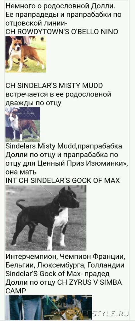 Амстаффы ценный приз