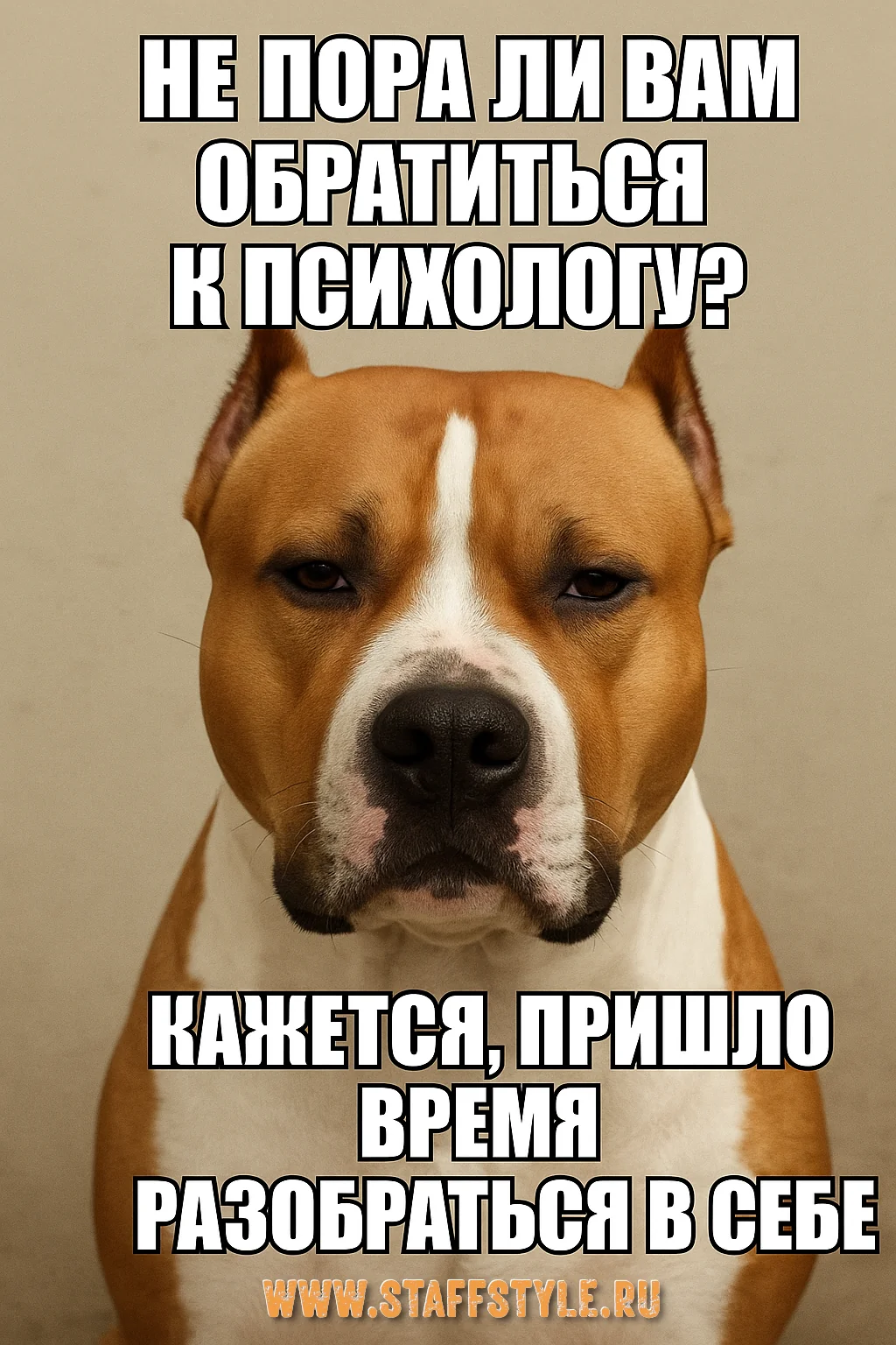 Амстаффы не ругают, не оправдывают и не сюсюкают