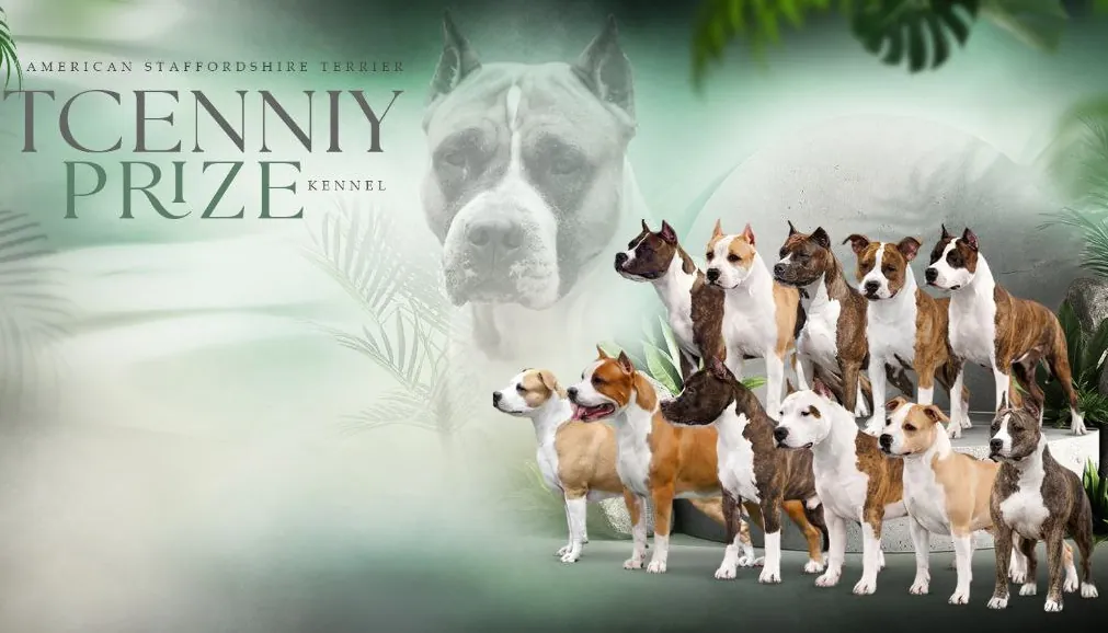 Питомник амстаффов Ценный Приз (Москва): мнения, отзывы