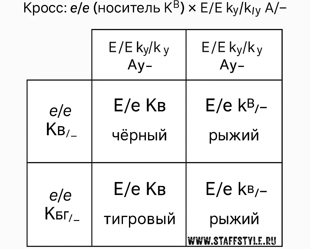 Кремовый окрас в АСТ: генетика, риски и реальность