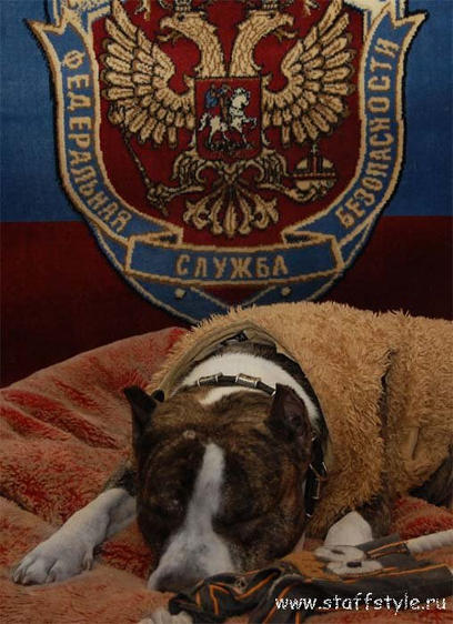 Амстафф на службе у спецслужб
